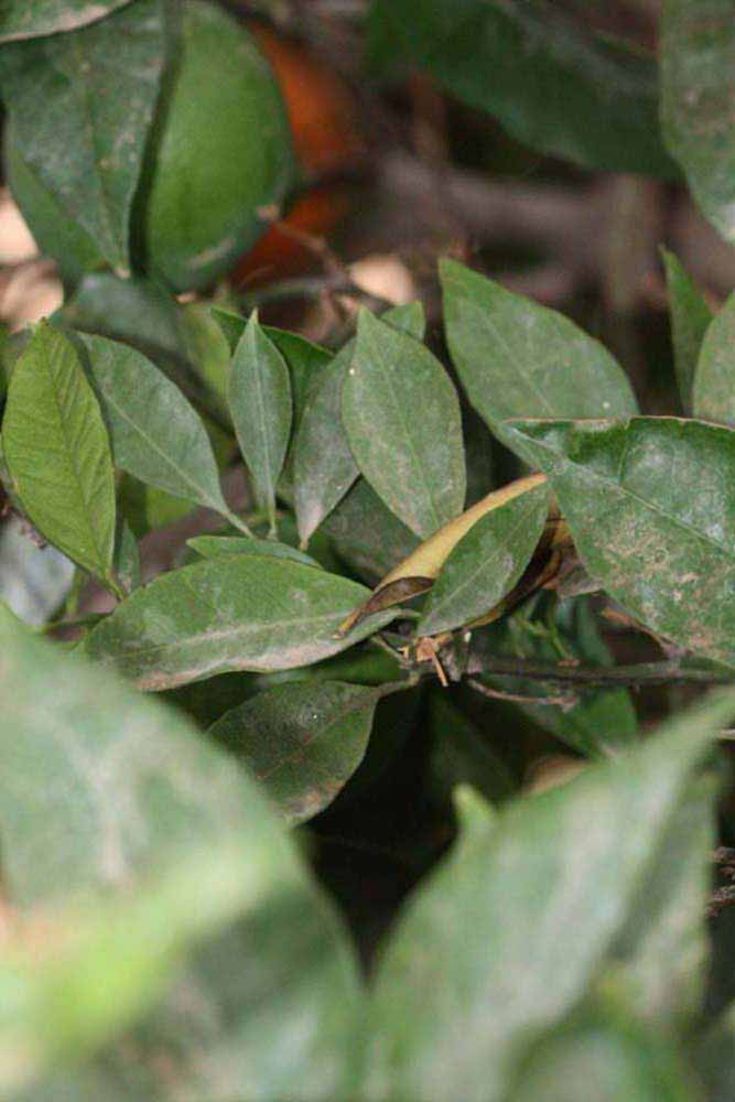              Shade leaves (Riverside, CA)       